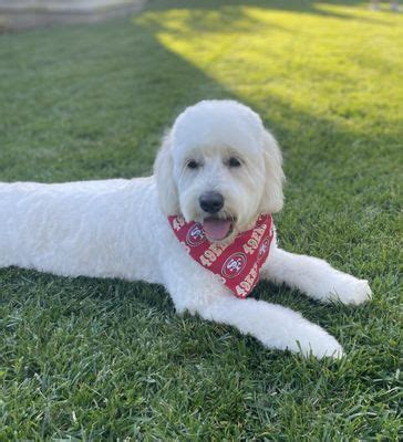 dog waste removal san anselmo|Pride & Groom / Aqua Doggie .
